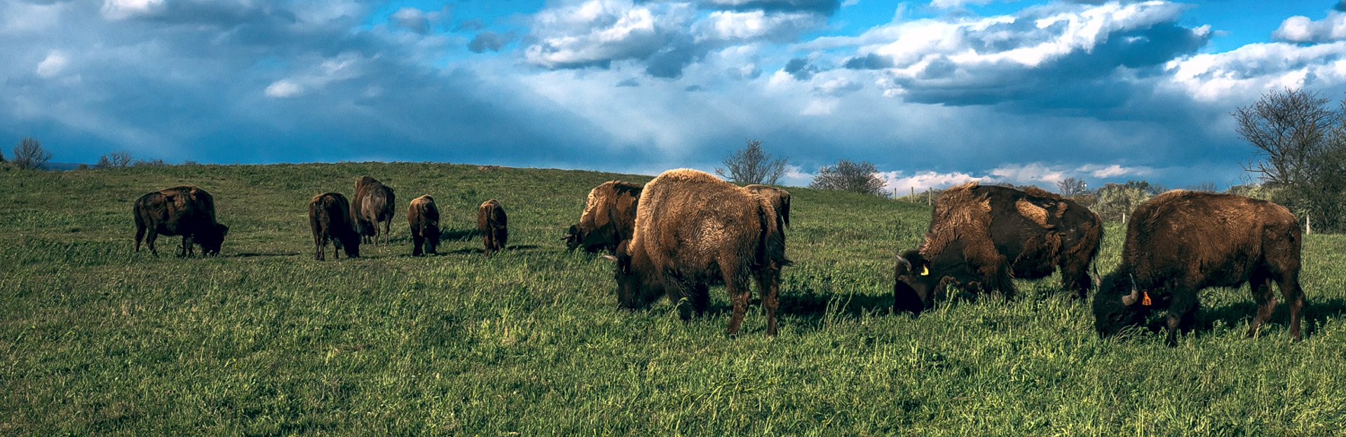 North Whitehall Township